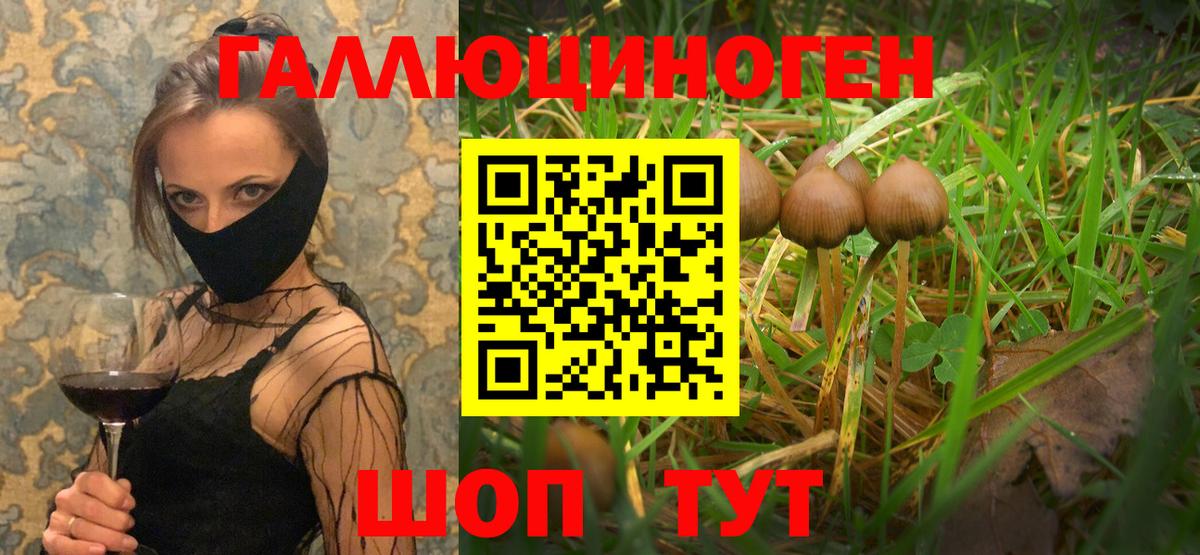 Псилоцибиновые грибы Psilocybe Черногорск