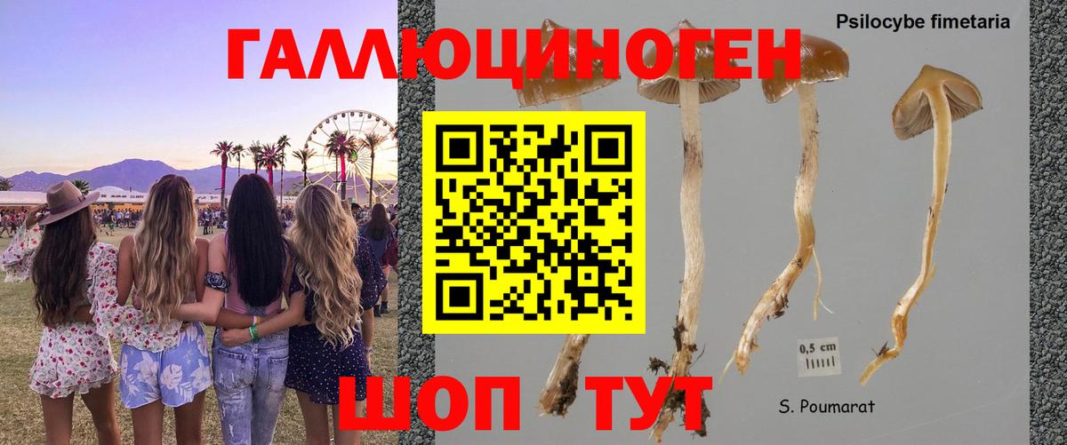 Галлюциногенные грибы мицелий  Вход с VPN  как найти закладки  Черногорск 